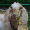 fuzzylogicfarm
